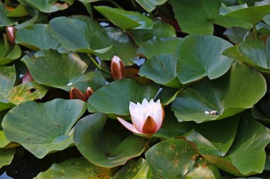 Kyiv botanik bahçesinde ayaklanma çıktı.