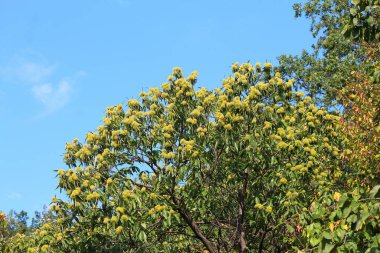 Kyiv botanik bahçesinde ayaklanma çıktı.