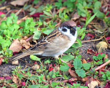 Şehir parkında yürüyen yakışıklı bir serçe.