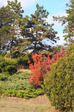 Kiev Botanik Bahçesinde parlak sonbahar renkleri
