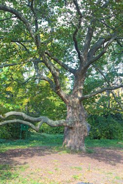 Botanik bahçesindeki büyük dallı ağaç
