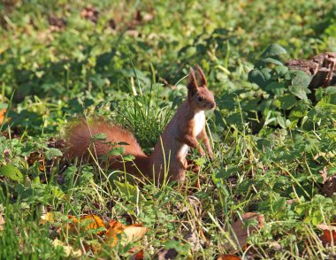 Kalın çimenlerde lezzetli fındık arayan sincap.