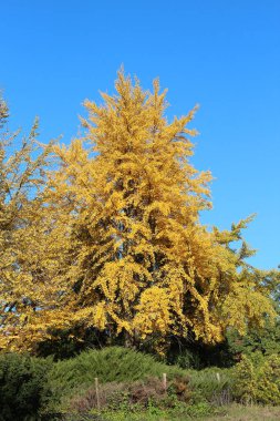 Kiev Botanik Bahçesinde parlak sonbahar renkleri