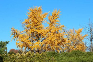Kiev Botanik Bahçesinde parlak sonbahar renkleri