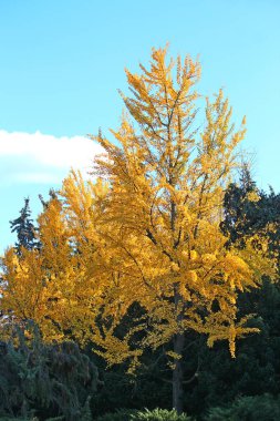 Kiev Botanik Bahçesinde parlak sonbahar renkleri