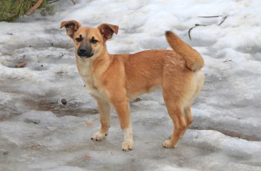 Köpek resmi, güzel köpek.