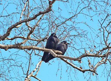 Şehir parkında yükseklik tarihi