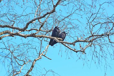 Şehir parkında yükseklik tarihi