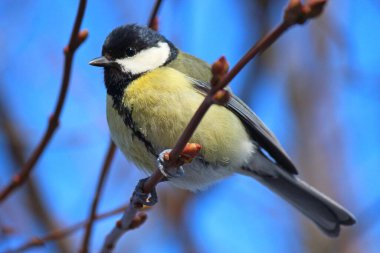Şehir parkında şirin bir meme faresi.