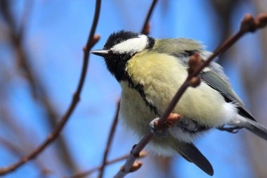 Şehir parkında şirin bir meme faresi.