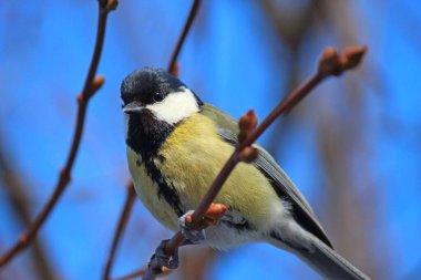 Şehir parkında şirin bir meme faresi.