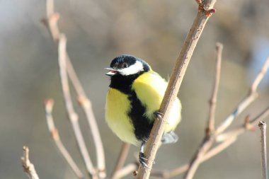 tit in winter city park