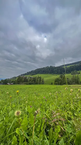 Santa Maddalena 'da, Val di Funes, yeşil bir çayır, narin çim çiçekleriyle bezenmiş, büyüleyici tepelerin arka planına doğru açılıyor, bu Alp köyünün manzaralı güzelliğini arttırıyor.