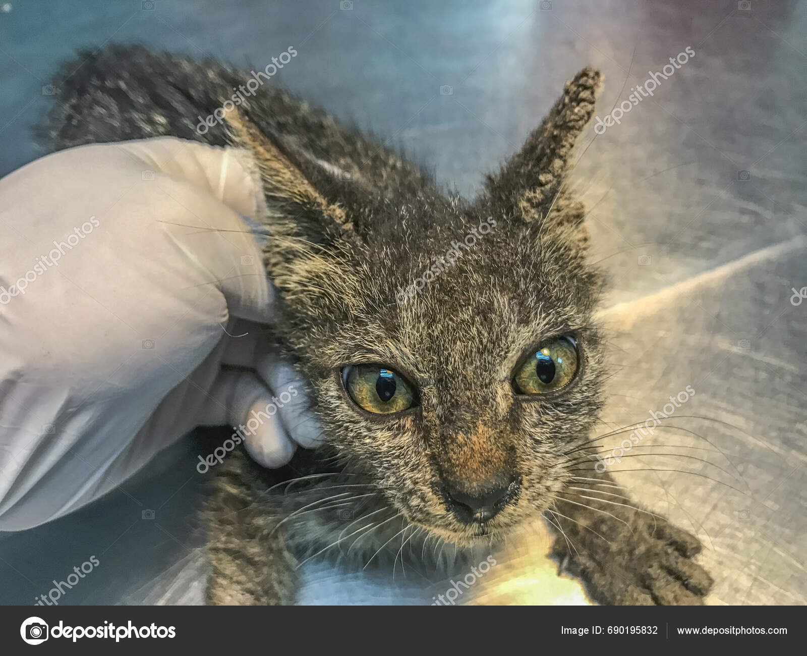 Cat's Ears Face Afflicted Feline Scabies Courtesy Sarcoptes Scabiei