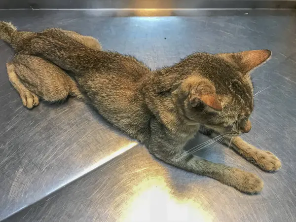 Emaciated cat, a silent symphony of survival against malnutrition or chronic kidney disease. Each fragile form echoes resilience in the face of unseen battles