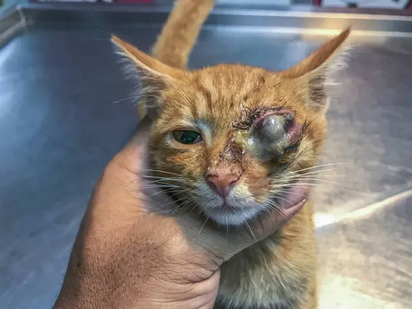 Brave feline, one eye veiled by calicivirus or herpes scars. Each glance tells a tale of resilience, triumph over infection or trauma