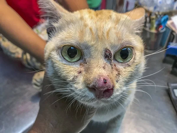 Cat\'s nose swells, battling sporotrichosis with unwavering spirit. In the face of adversity, feline strength radiates from those resilient eyes