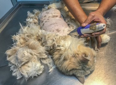Tıraş olurken çekilen bir kedi, kürkün altındaki savunmasızlığı açığa çıkarıyor. Kedi dönüşümü ve bakım ile ilgili görsel bir hikaye.
