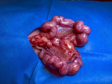 Dişi kedilerde Pyometra, rahim enfeksiyonu, irin birikimi. Acil veteriner bakımı çok önemli. Belirtileri uyuşukluk, susuzluğun artması ve karın şişkinliği.