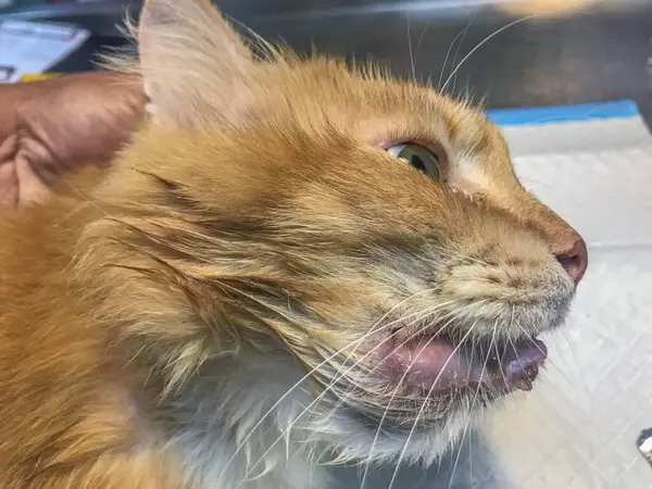 Cat\'s agony revealed, right lower jaw swollen, hints of gingivitis, ulcers, or infection. Drooling saliva reflects feline discomfort, a poignant image of oral affliction