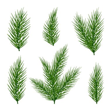 Firavun ya da çam yaprakları ağaç dalları oluşturur