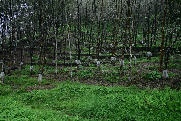 A Sri Lankan low country Rubber plantation with rain guard covers attached to the rubber trees to harvest rubber latex even in rainy monsoon season
