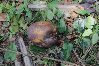 Tamamen olgunlaşmış ve düşmüş bir hindistan cevizi (Cocos Nucifera) yabani çimlerin üzerinde