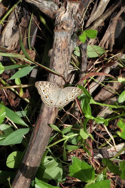 Pohled Shora Motýla Šedého Junonia Atlites Roztahuje Křídla Rovnoběžně Sedí — Stock fotografie