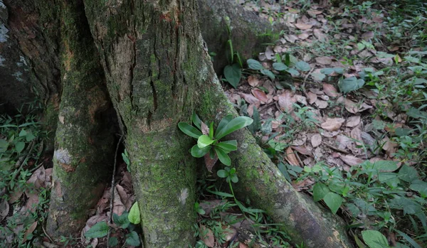 一种小的鸟巢蕨类植物 生长在杰克树的两个大根之间的缝隙中 — 图库照片