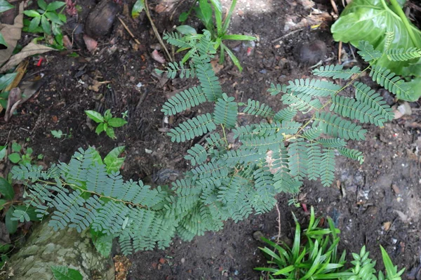 十分に成長したタマリンド植物 タマリンダス インディカ の高い角度ビュー スリランカではシヤマバラ植物と呼ばれるタマリンドの木 — ストック写真