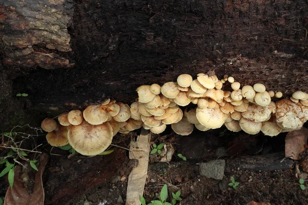 Close-up of a group of creamy mushrooms on the side of a decomposing coconut stem