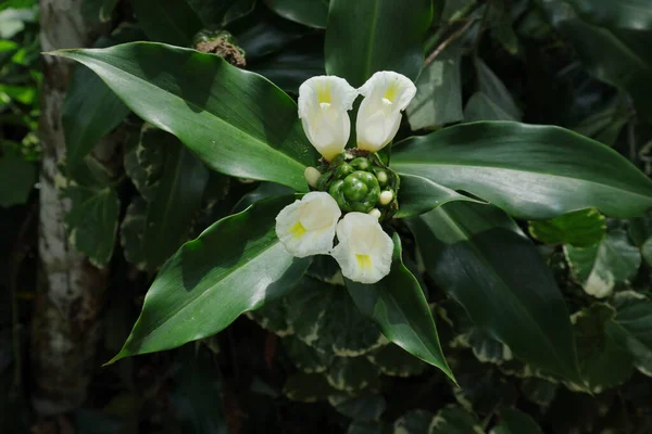Közelről Négy Fehér Virágok Inflorescence Egy Canereed Növény Vagy Hasonló — Stock Fotó