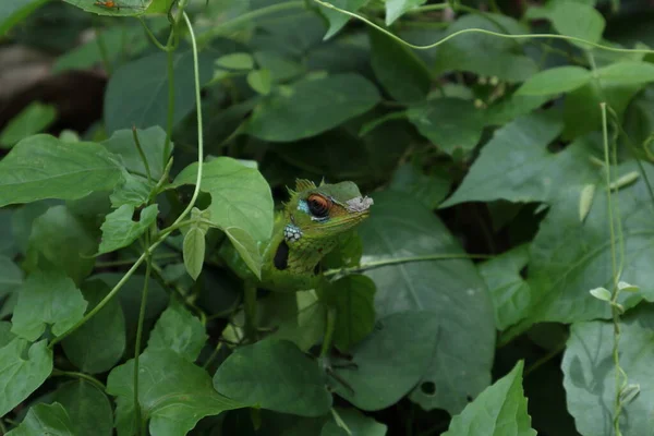 Передній Вигляд Самець Звичайної Зеленої Лісової Ящірки Калоти Вершечку Дикого — стокове фото