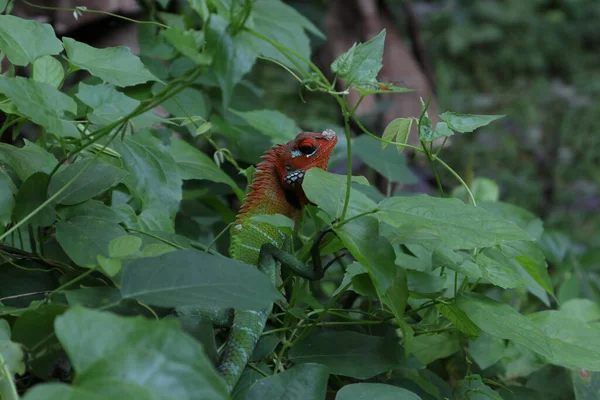 Κοντινό Πλάνο Ενός Αρσενικού Κοινού Πράσινου Σαύρα Δάσους Calotes Calotes — Φωτογραφία Αρχείου