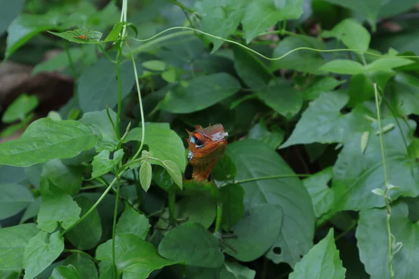 Front head view of a male common green forest lizard (Calotes Calotes) with the orange color head, lizard is looking side while on top of a wild bush covered with vines