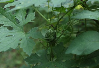 Bahçe acı kabak üzerinde acı bir meyve (Momordica Charantia) sarmaşığı
