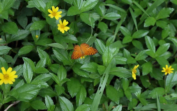 Papillon Léopard Commun Couleur Orange Également Connu Sous Nom Papillon — Photo