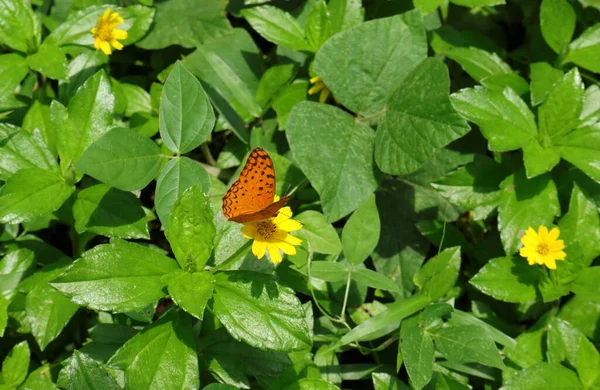 Papillon Léopard Phalanta Phalantha Récoltant Nectar Une Fleur Jaune Sphagneticola — Photo