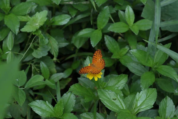 Papillon Léopard Commun Phalanta Phalantha Sur Dessus Une Fleur Jaune — Photo
