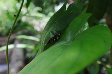 Daha büyük bir yer elması yaprağının altındaki turuncu renkli böcek kozasının yan görünüşü bu kozanın ya da pupa 'nın sahte gözleri ve kafasında iki boynuz ve vücutta beyaz noktalar var.