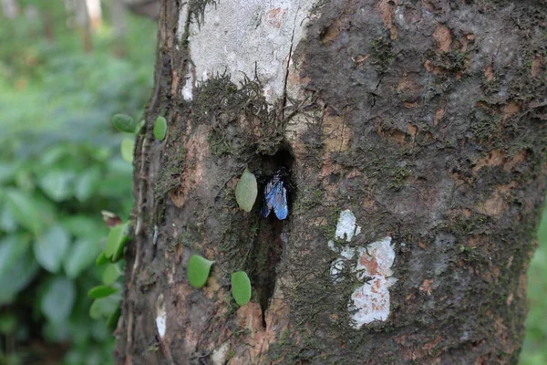 一只黑色的大黄蜂进入一个小洞在一个垂直的椰子树树干的表面上覆盖着藻类和蕨类 — 图库照片