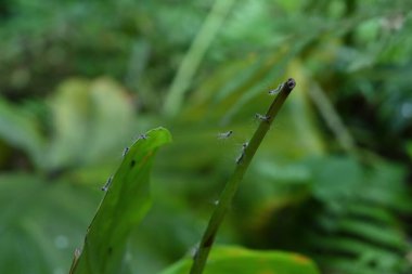 Küçük ve kıllı bir tırtıl tırtıl, bir fil kulağının ucuna bağlanmış bir tırtıl ipeği üzerinde sürünüyor.