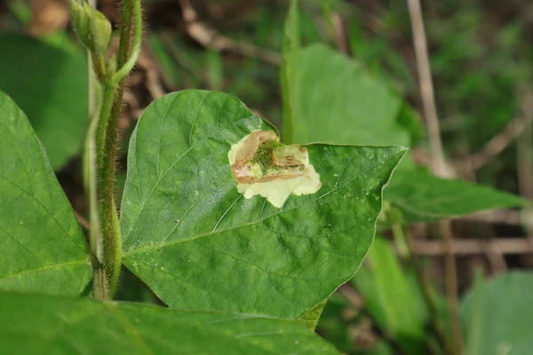 stock image Close up view of a wild vine leaf infected with leaf spot disease