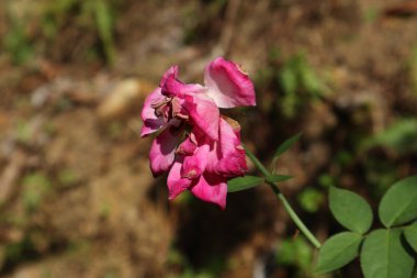 Bahçeye düşmek üzere olan pembe gül çiçeğinin yan görüntüsü.