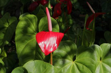 Direk güneş ışığı altında yapraklarla açmış kırmızı bir Anthurium çiçeğinin yan görüntüsü