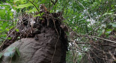 Dikey granit kayanın alçak açılı görüntüsü ve üzerinde eğreltiotu çeşitliliği büyüyor. Kayanın kenarında küçük siyah karınca yuvaları büyük bir koloni gibidir.