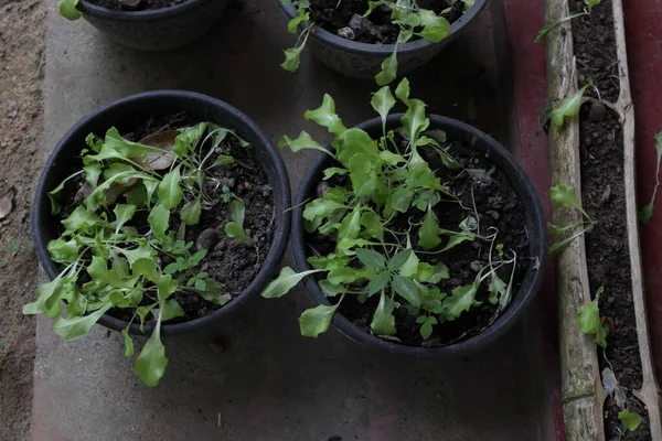 Ev yapımı küçük turp bitkileri çimento zemine konur, bu bitkiler susuzluktan kururlar.