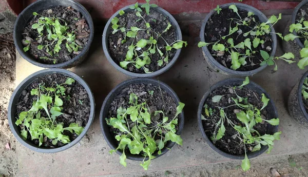 Yuvanın genel bakış açısına göre plastik kaplarda yetişen küçük turp bitkileri çimento zeminine konur, bu bitkiler su ve özen eksikliği nedeniyle kururlar.