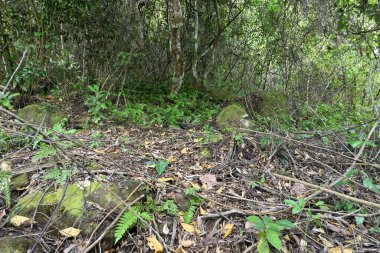 Sri Lanka 'daki küçük bir ormanın orman zemininin manzarası. Toprak eğreltiotları, ölü ve çürüyen yapraklar ve gövdeler, yosunlu kayalar ve çevre bölgeler de dahil..
