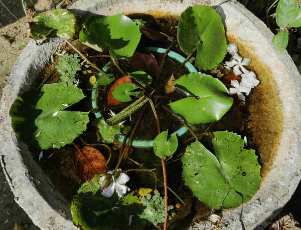 A blue water lily plant with small flower buds on small pond made from cement in the garden. The pond consists small Mosaic flower plant with algae